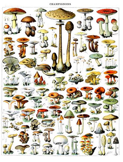 Botanique Vintage Poster