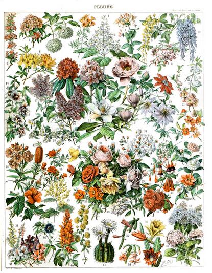 Botanique Vintage Poster