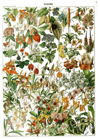Botanique Vintage Poster