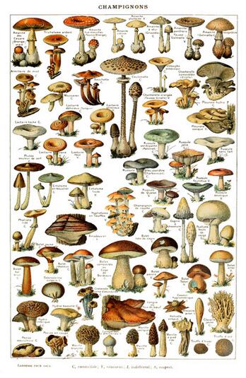 Botanique Vintage Poster