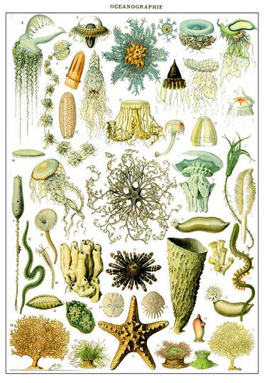Botanique Vintage Poster