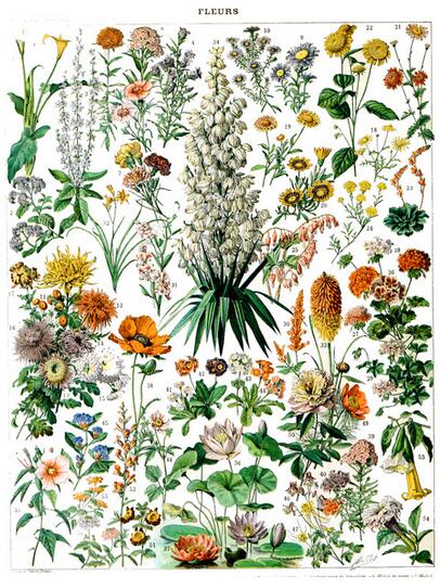 Botanique Vintage Poster