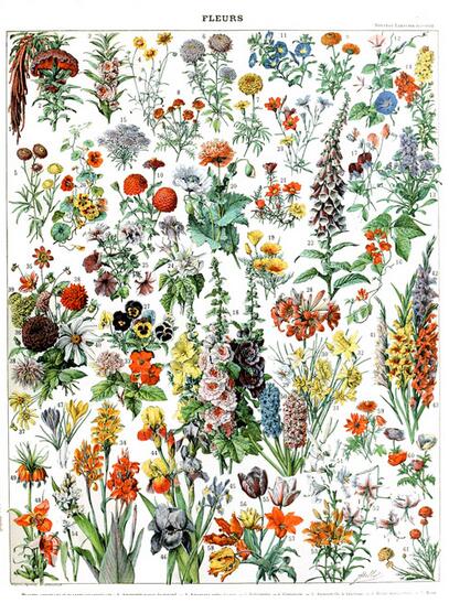 Botanique Vintage Poster