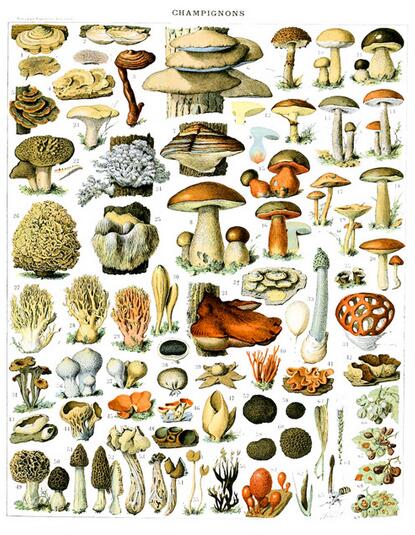 Botanique Vintage Poster