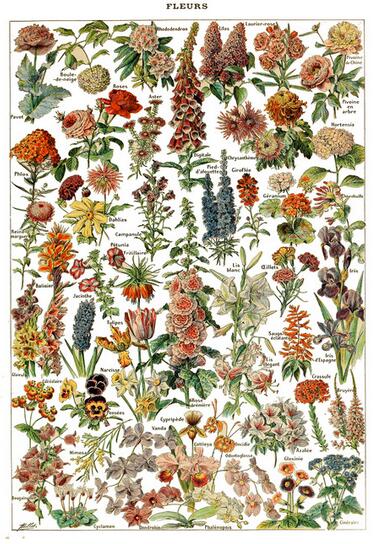 Botanique Vintage Poster