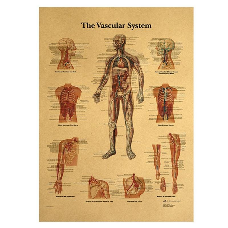 Poster anatomie vintage