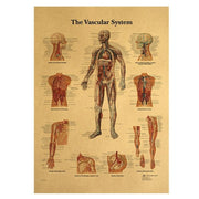 Poster anatomie vintage
