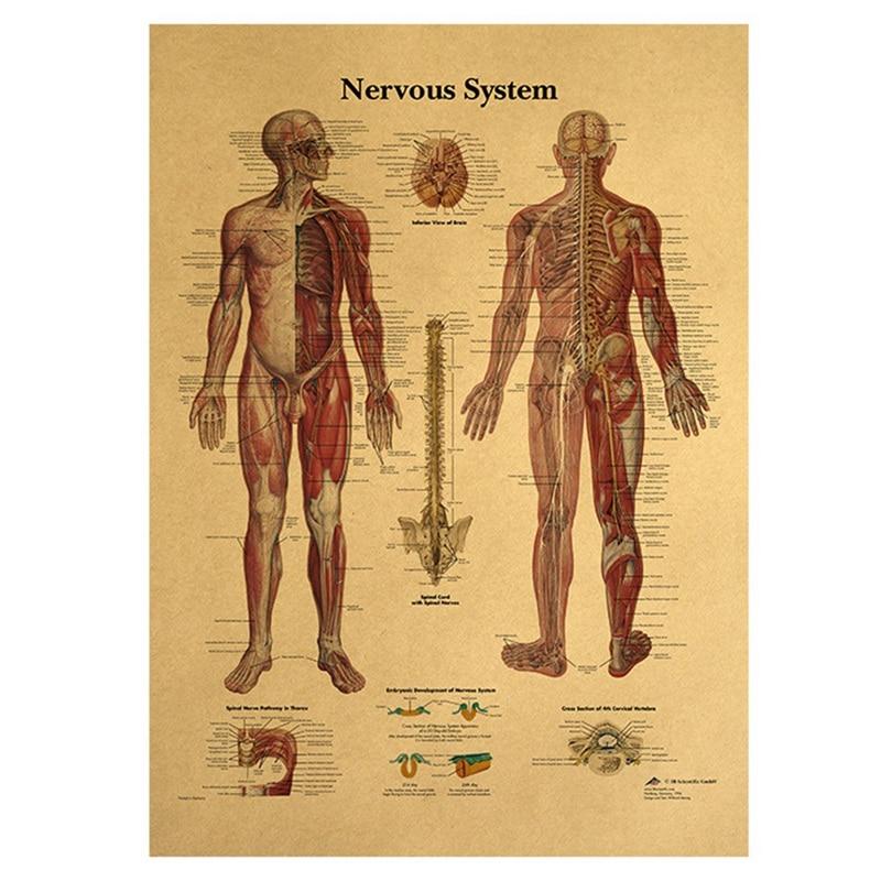 Poster anatomie vintage
