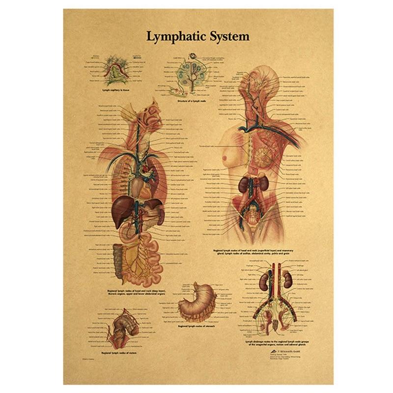 Poster anatomie vintage