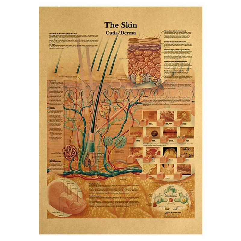 Poster anatomie vintage