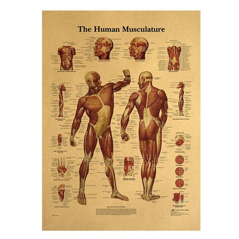Poster anatomie vintage