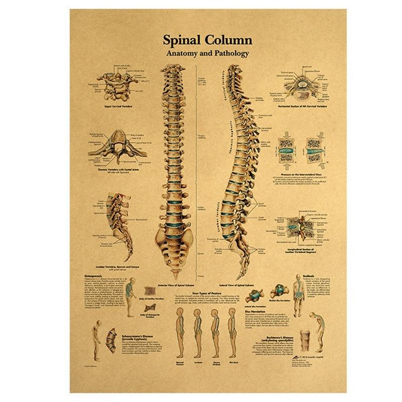 Poster anatomie vintage