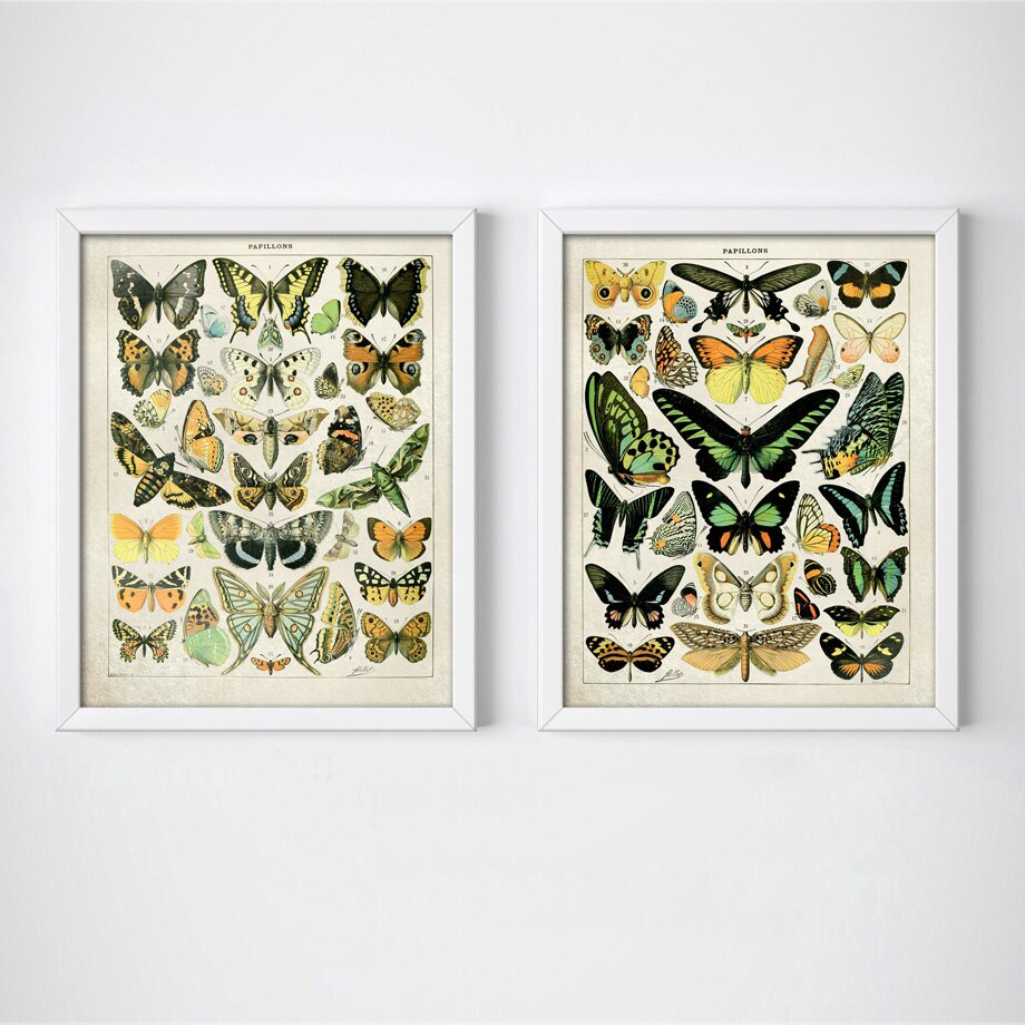 Poster Papillon Vintage