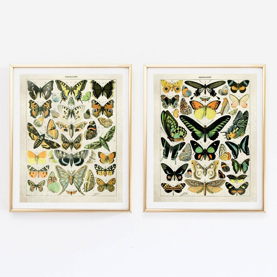 Poster Papillon Vintage