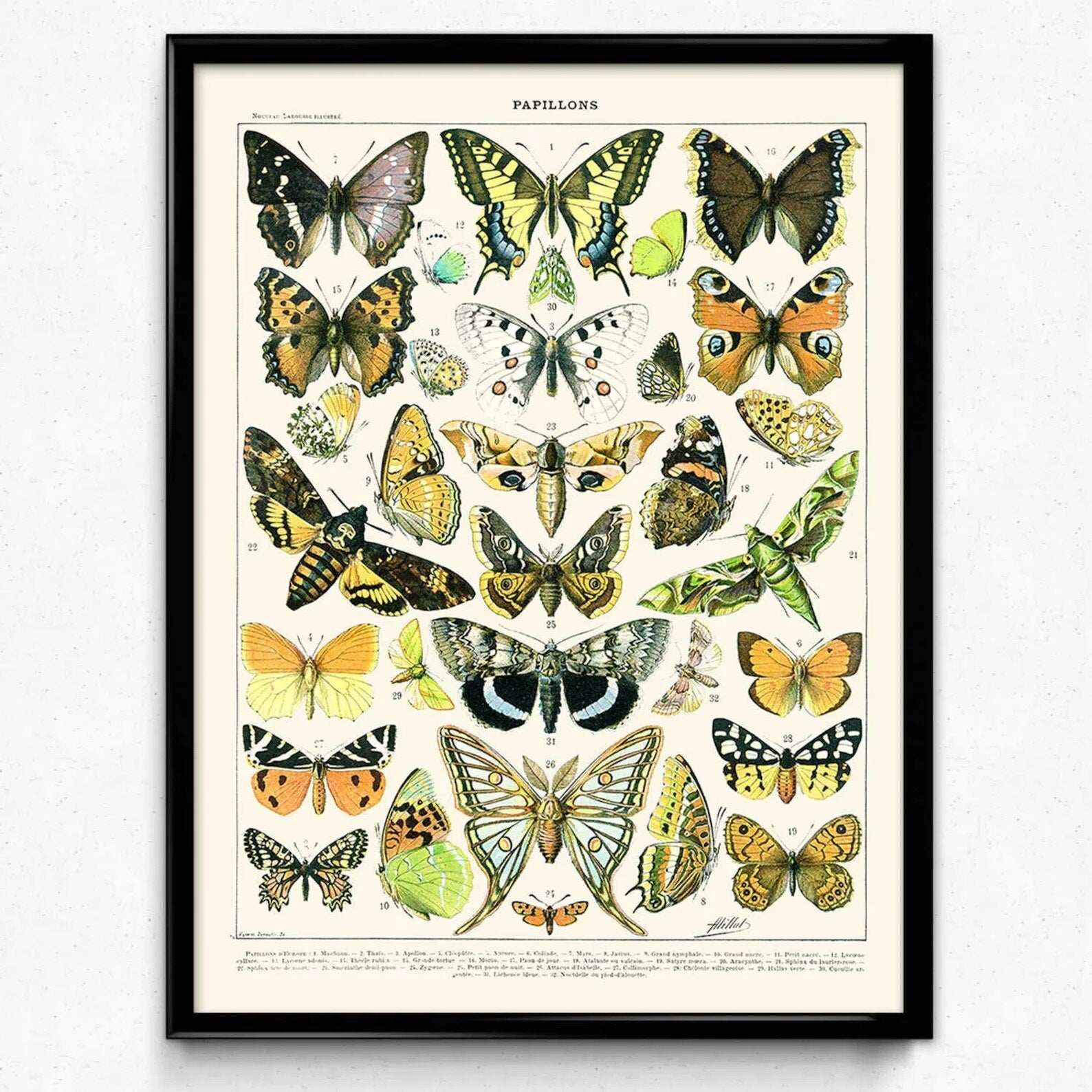 Vintage Insect Poster
