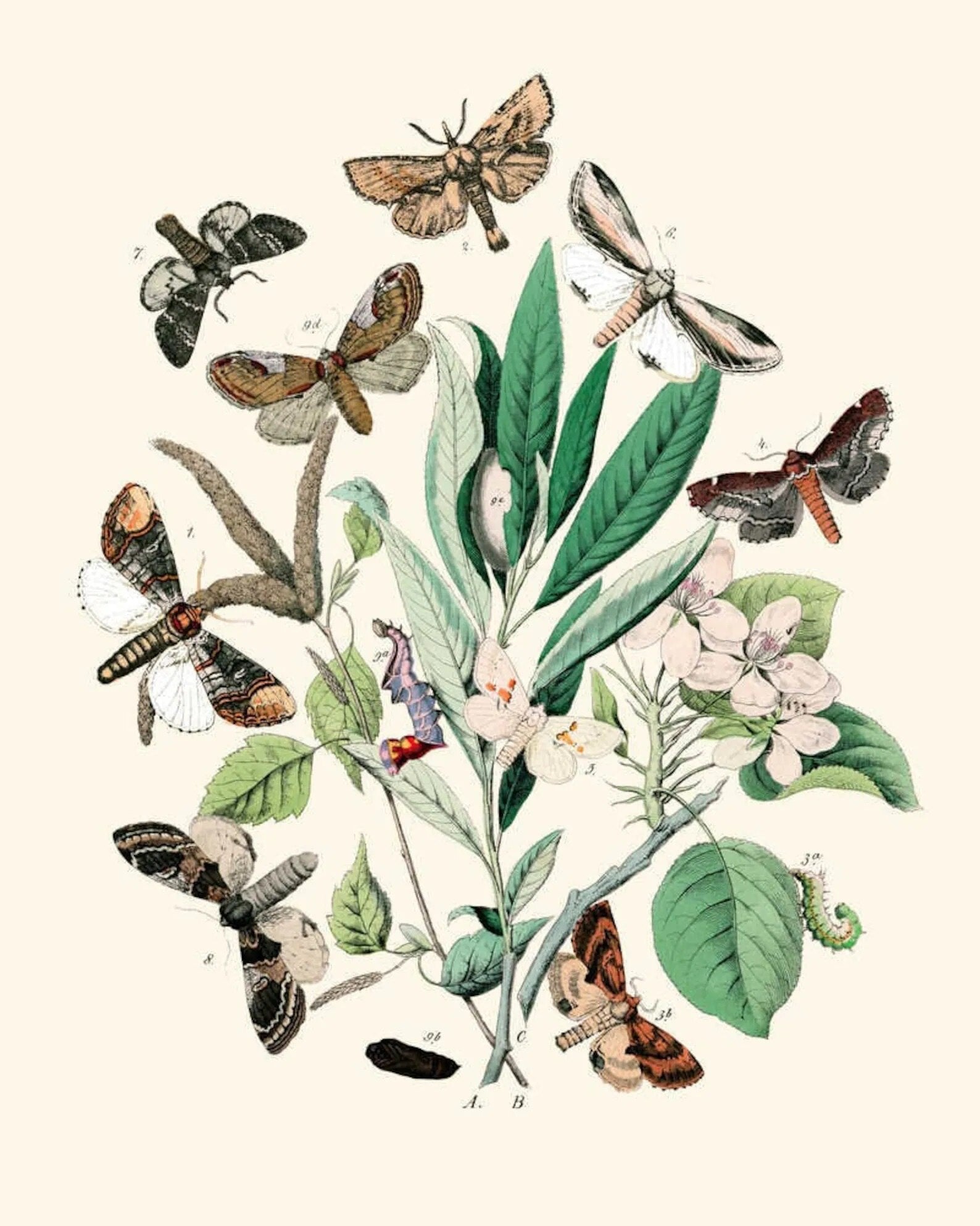 Vintage Insect Poster