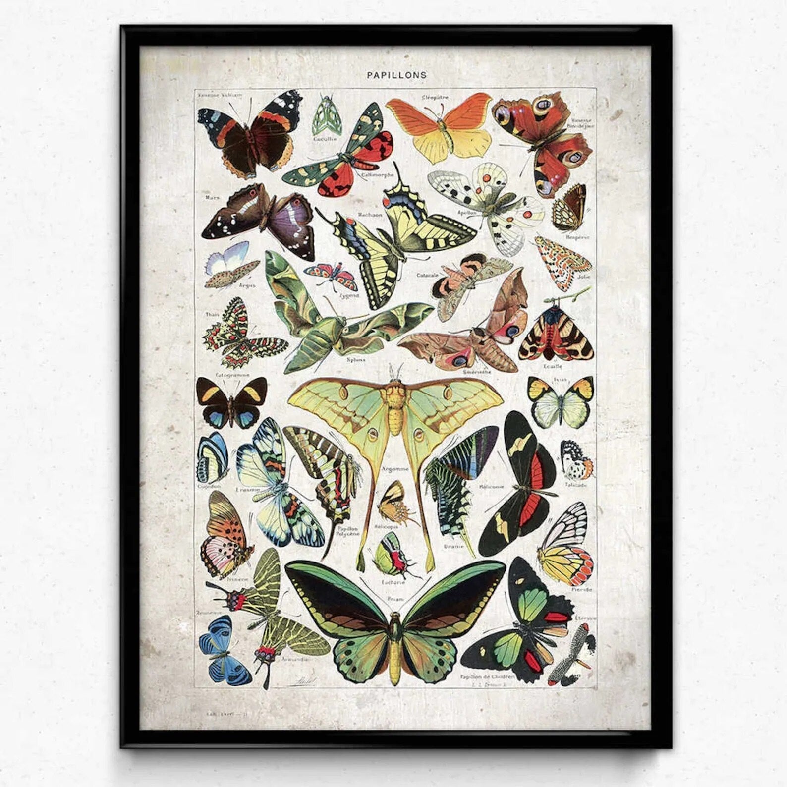 Vintage Insect Poster