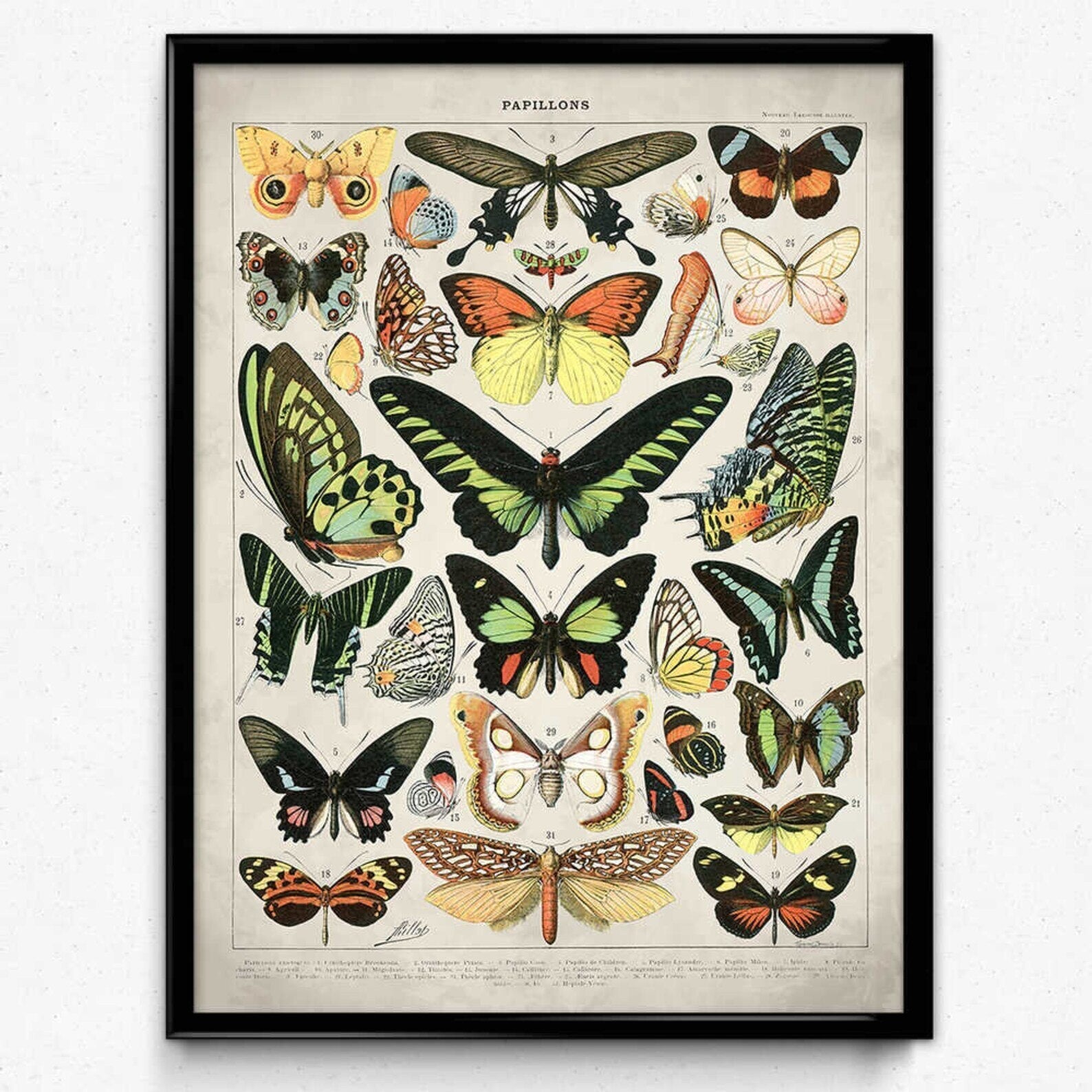 Vintage Insect Poster