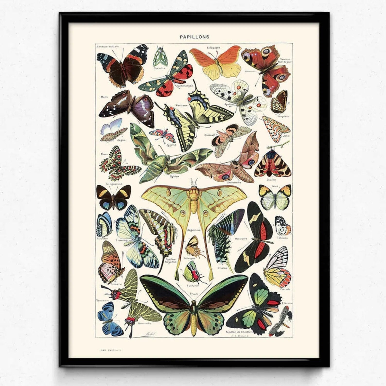 Vintage Insect Poster