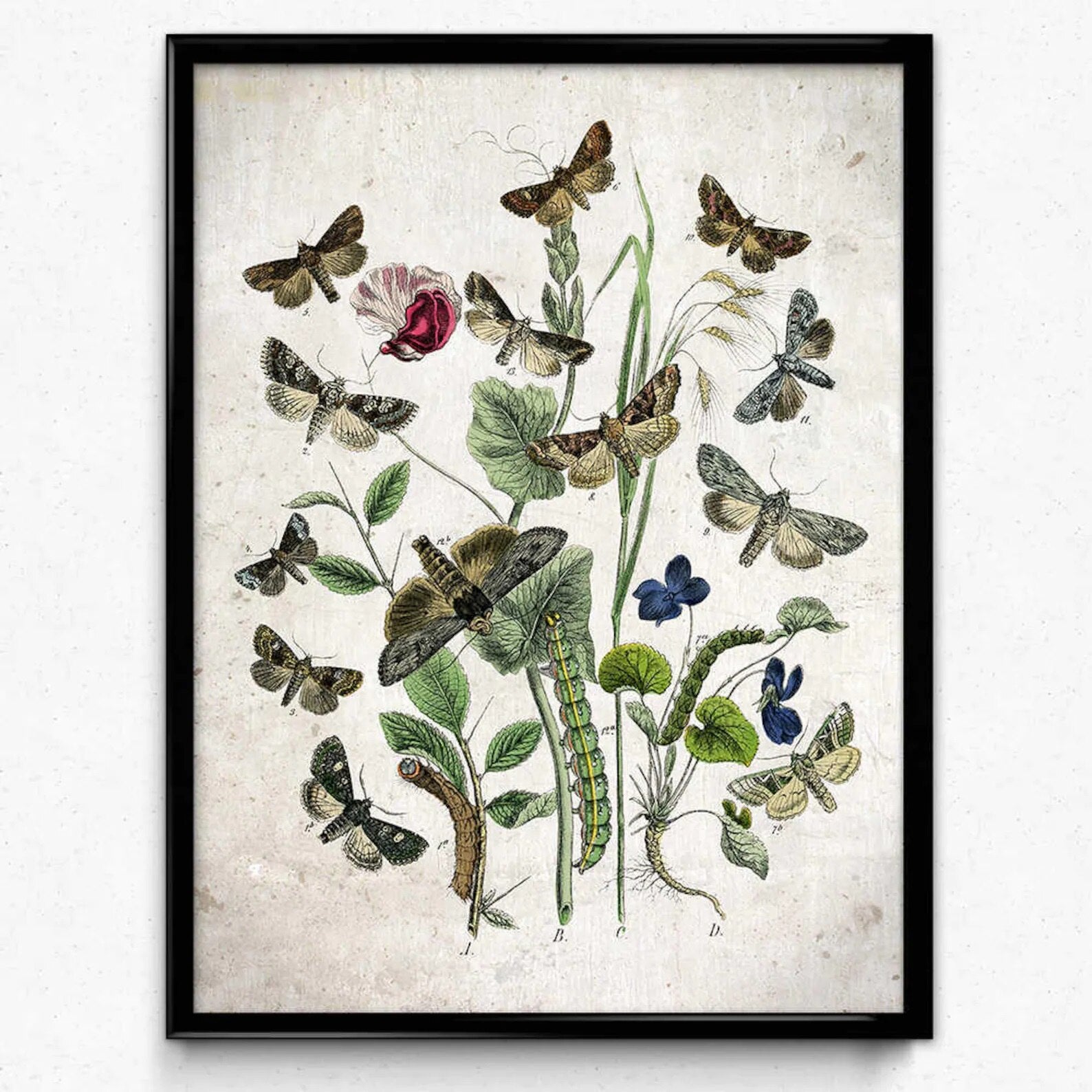 Vintage Insect Poster