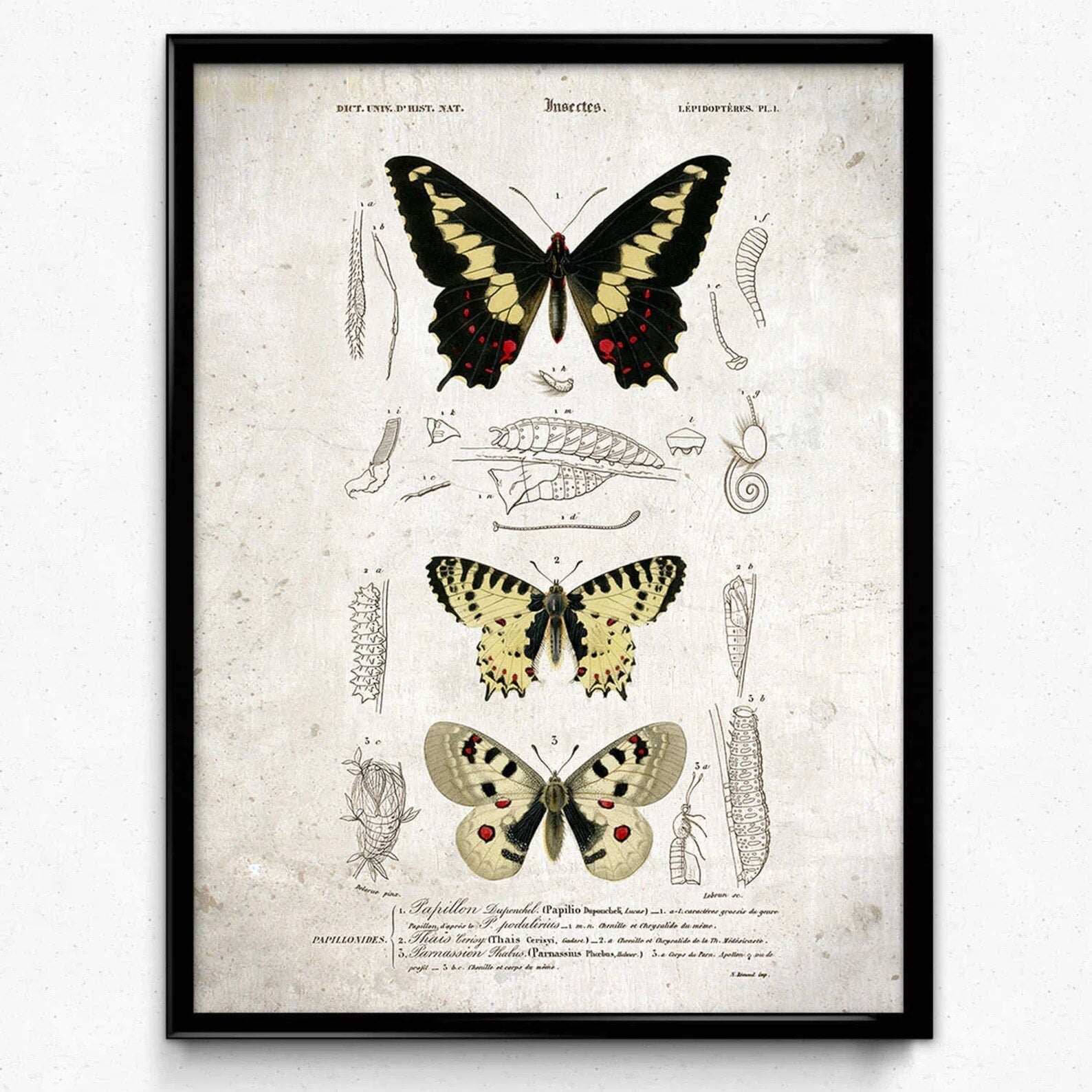 Vintage Insect Poster