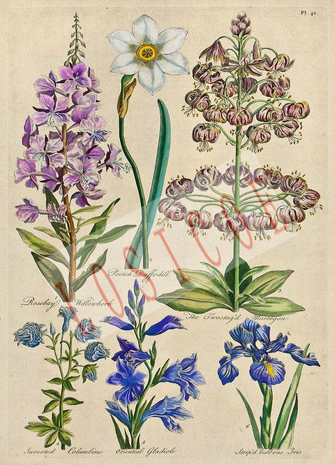 Affiche Poster Vintage Fleur