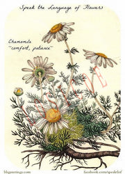 Affiche Poster Vintage Fleur