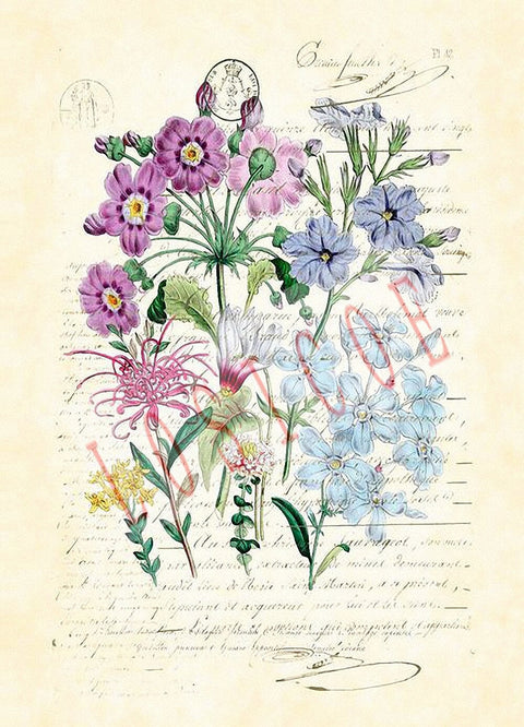 Affiche Poster Vintage Fleur
