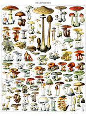 Botanique Vintage Poster