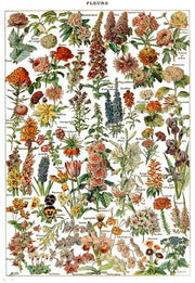 Botanique Vintage Poster