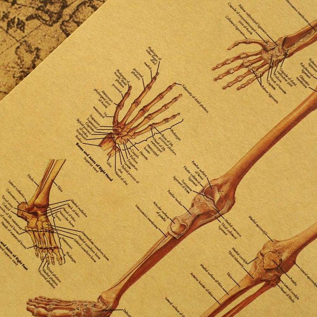Poster anatomie vintage