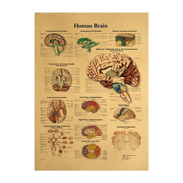 Poster anatomie vintage