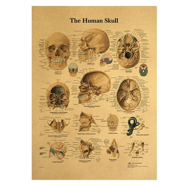 Poster anatomie vintage