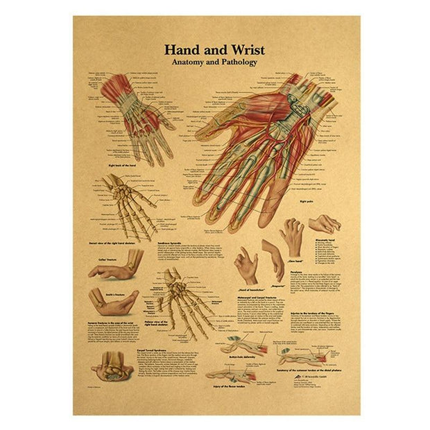 Poster anatomie vintage
