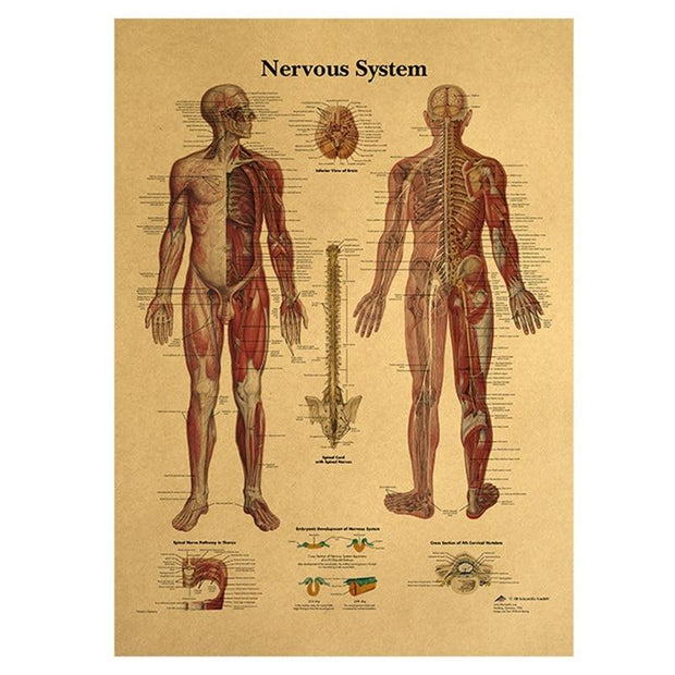 Poster anatomie vintage