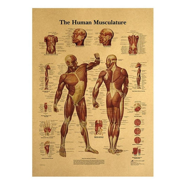 Poster anatomie vintage