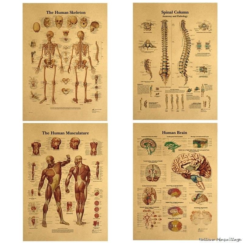 Poster anatomie vintage