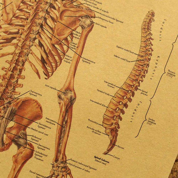 Poster anatomie vintage