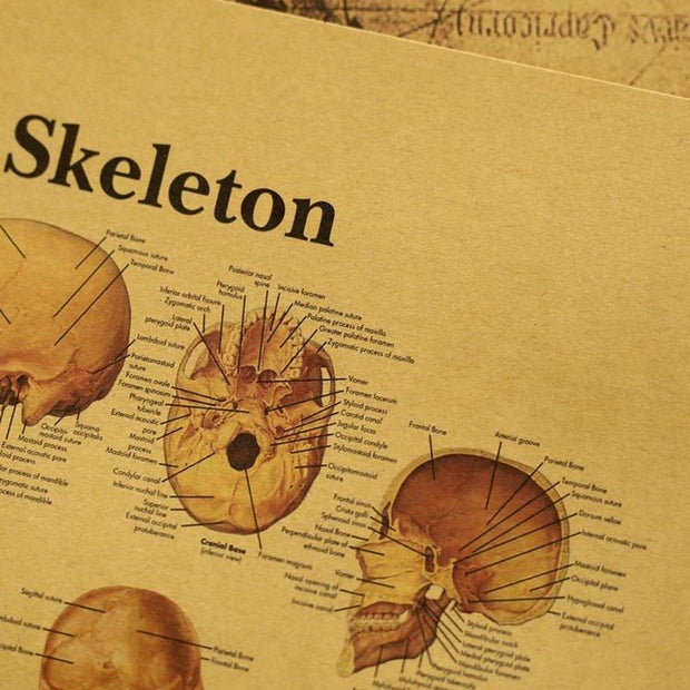 Poster anatomie vintage