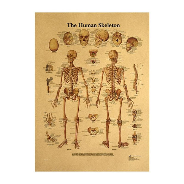 Poster anatomie vintage