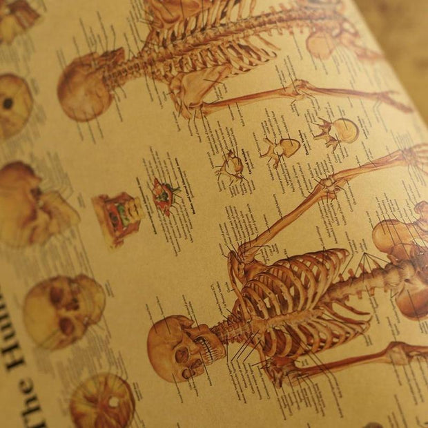 Poster anatomie vintage