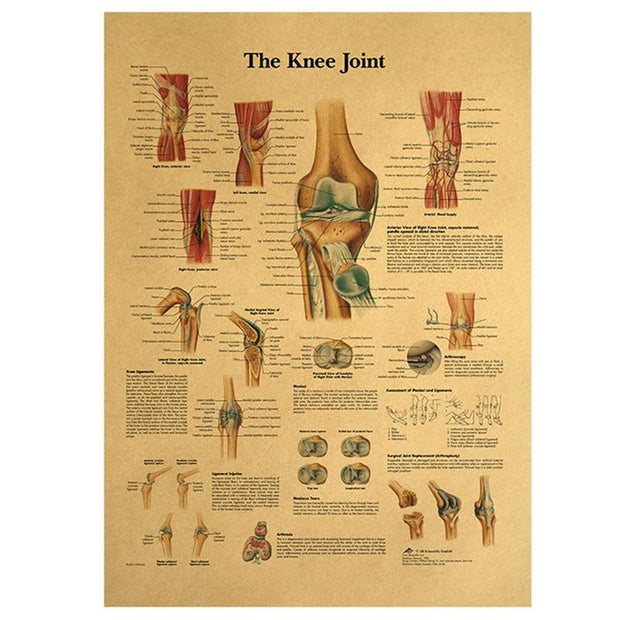 Poster anatomie vintage