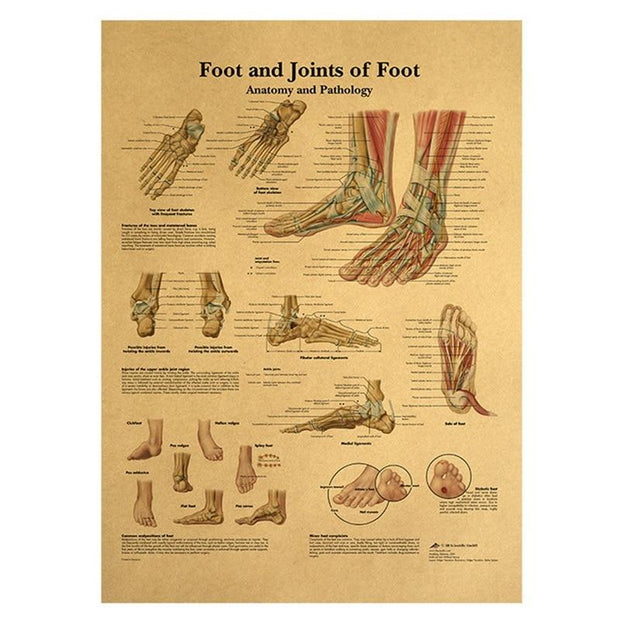 Poster anatomie vintage