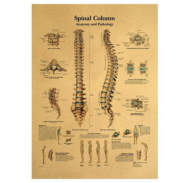 Poster anatomie vintage