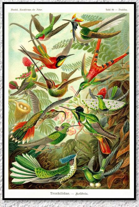 Poster Vintage Flore