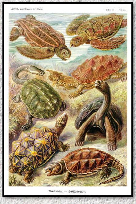 Poster Vintage Flore