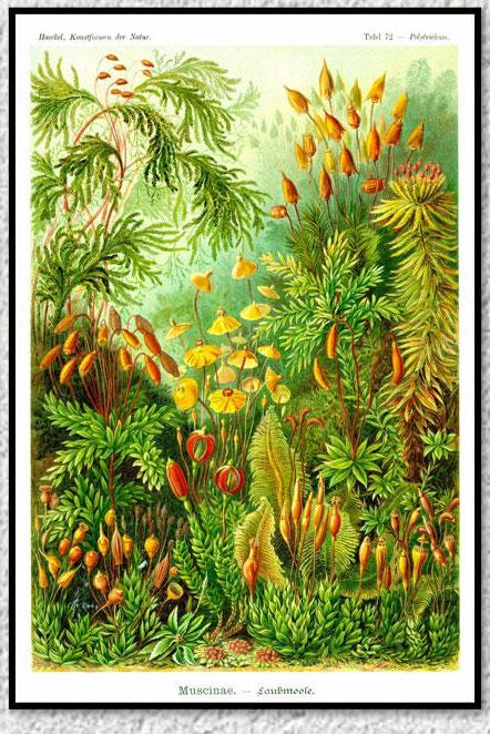 Poster Vintage Flore