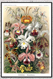 Poster Vintage Flore