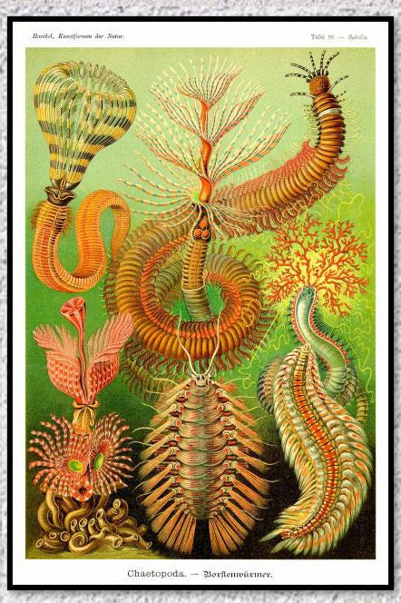 Poster Vintage Flore