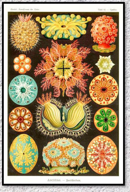 Poster Vintage Flore